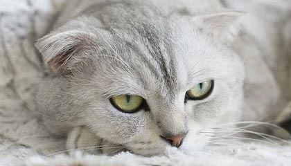 宝彩网-杨瀚森将迎国家队首秀！乔帅：他是球队的未来支柱