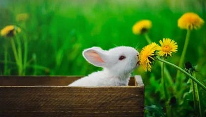 宝彩网-杨瀚森将迎国家队首秀！乔帅：他是球队的未来支柱